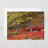 Carte Postale Parc national d'Acadia, Maine (Devant / Derrière)