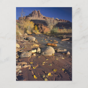 Carte Postale PARC NATIONAL DE CAPITOL REEF, UT, É.-U., Cottonwo