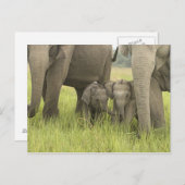 Carte Postale Parc national de Corbett, Uttaranchal, Inde (Devant / Derrière)