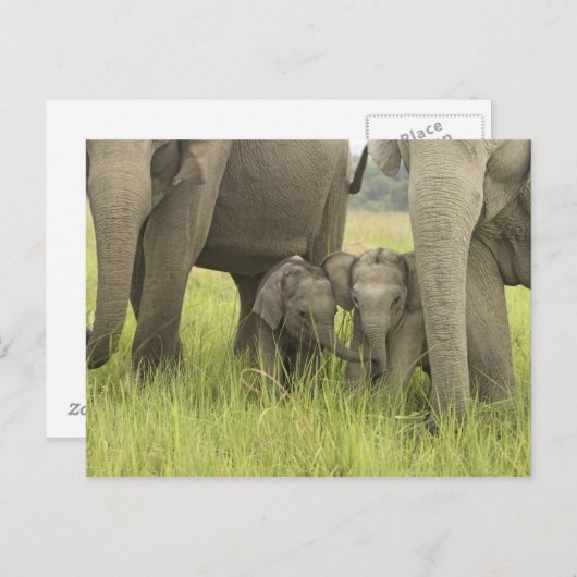 Carte Postale Parc national de Corbett, Uttaranchal, Inde (Devant / Derrière)