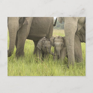 Carte Postale Parc national de Corbett, Uttaranchal, Inde