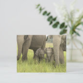 Carte Postale Parc national de Corbett, Uttaranchal, Inde (Debout devant)