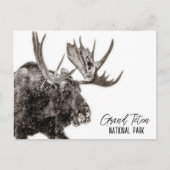 Carte Postale Parc national de Grand Teton Moose (Devant)