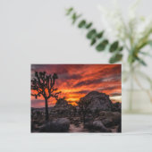 Carte Postale Parc national de Joshua Tree au coucher du soleil (Debout devant)