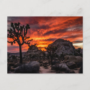 Carte Postale Parc national de Joshua Tree au coucher du soleil 