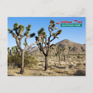 Carte Postale Parc national de Joshua Tree, Californie
