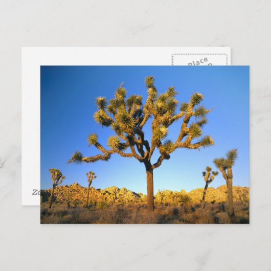 Carte Postale Parc national de Joshua Tree, Californie. États-Un (Devant / Derrière)