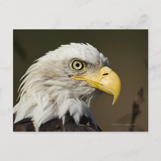 Carte Postale Parc national de Katmai, Alaska (Devant)