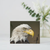 Carte Postale Parc national de Katmai, Alaska (Debout devant)