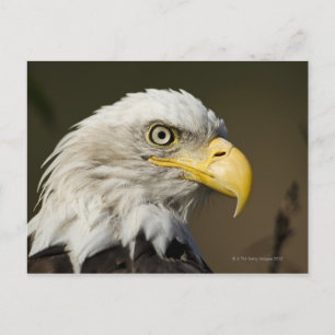 Carte Postale Parc national de Katmai, Alaska