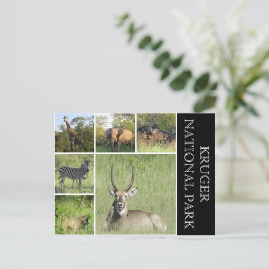 Carte Postale parc national de kruger (Debout devant)