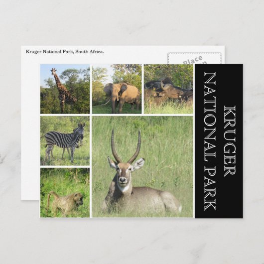 Carte Postale parc national de kruger (Devant / Derrière)