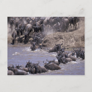 Carte Postale Parc national de l'Afrique, Kenya, Mara de masai