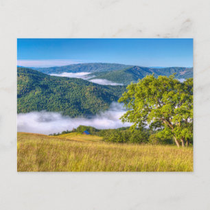 Carte Postale Parc national de Redwood, Californie