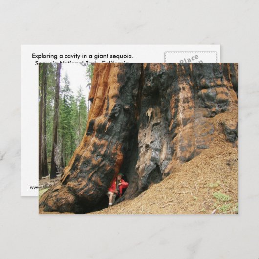 Carte Postale Parc national de Sequoia (Devant / Derrière)