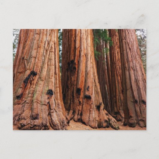 Carte Postale Parc national de Sequoia (Devant)