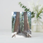 Carte Postale Parc national de Sequoia (Debout devant)