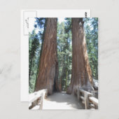 Carte Postale Parc national de Sequoia (Devant / Derrière)