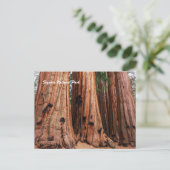 Carte Postale Parc national de Sequoia (Debout devant)
