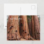 Carte Postale Parc national de Sequoia (Devant / Derrière)