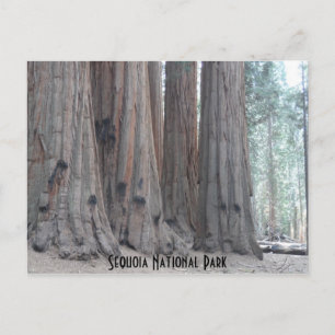 Carte Postale Parc national de Sequoia