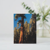 Carte Postale Parc national de Sequoia, Californie 2 (Debout devant)
