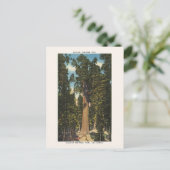 Carte Postale Parc national de Sequoia Général Sherman Tree (Debout devant)