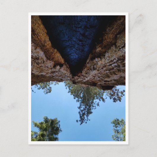 Carte Postale Parc national de Sequoia : Jours de chien (Devant)