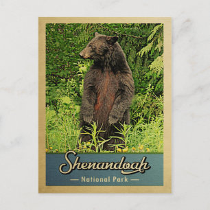 Carte Postale Parc national de Shenandoah Ours Vintage