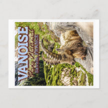 PARC NATIONAL DE VANOISE - SAVOIE FRANCE - IBEX