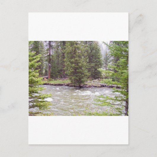 Carte Postale Parc national de Yellowstone (Devant)