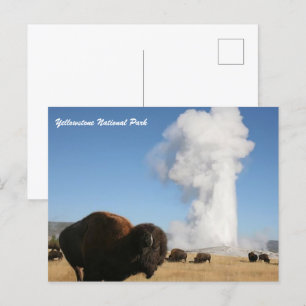 Carte Postale Parc national de Yellowstone