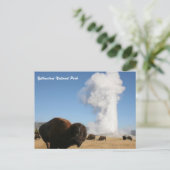 Carte Postale Parc national de Yellowstone (Debout devant)