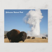 Carte Postale Parc national de Yellowstone (Devant)