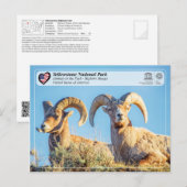 Carte Postale Parc national de Yellowstone - Bighorn Sheep (Devant / Derrière)