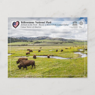 Carte Postale Parc national de Yellowstone - Bison américain