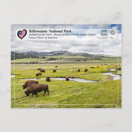 Carte Postale Parc national de Yellowstone - Bison américain (Devant)