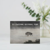 Carte Postale Parc national de Yellowstone, Bison in Lake, Wyomi (Debout devant)