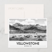 Carte Postale Parc national de Yellowstone Bison Noir & Blanc (Devant / Derrière)
