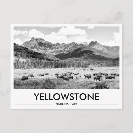 Carte Postale Parc national de Yellowstone Bison Noir & Blanc (Devant)