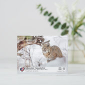 Carte Postale Parc national de Yellowstone - Bobcat (Debout devant)