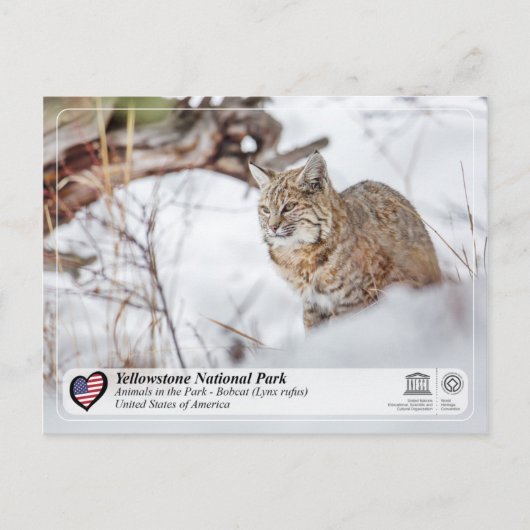 Carte Postale Parc national de Yellowstone - Bobcat (Devant)