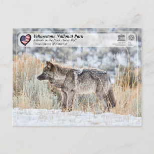 Carte Postale Parc national de Yellowstone - Loup gris