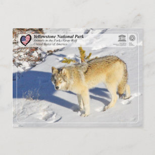 Carte Postale Parc national de Yellowstone - Loup gris