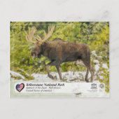 Carte Postale Parc national de Yellowstone - Moose (Devant)