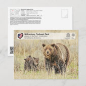 Carte Postale Parc national de Yellowstone - Ours grizzli (Devant / Derrière)