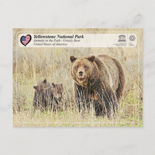 Carte Postale Parc national de Yellowstone - Ours grizzli (Devant)