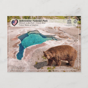Carte Postale Parc national de Yellowstone - Ours grizzli
