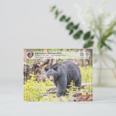 Carte Postale Parc national de Yellowstone - Ours noir (Debout devant)