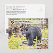 Carte Postale Parc national de Yellowstone - Ours noir (Devant / Derrière)